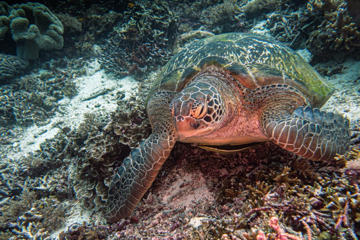 Green sea turtle resting on coral reef during a dive in Raja Ampat, West Papua