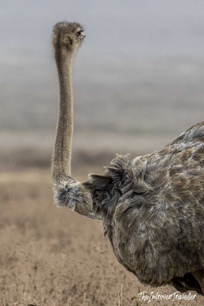 Female ostrich with long neck and brown plumage on the dry Tanzanian savanna during safari
