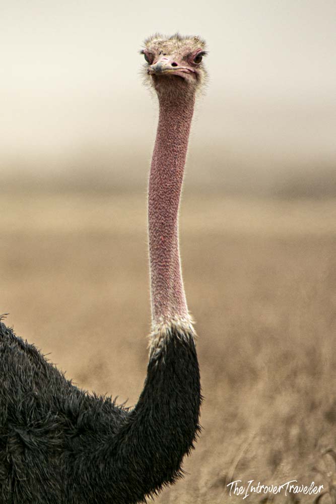 Close-up of a wild ostrich staring at the camera during a Tanzania safari on the savanna