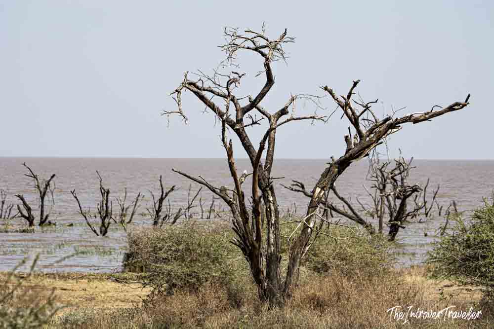 Dead trees rising from flooded shoreline at Lake Manyara, Tanzania safari landscape