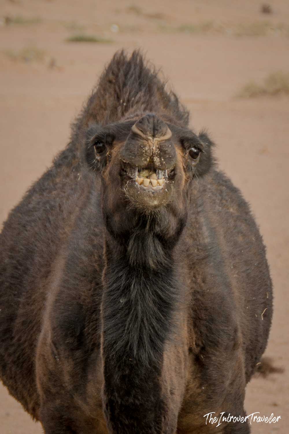 Close-up of a dark-haired dromedary camel grinning at the camera in Wadi Rum desert, Jordan