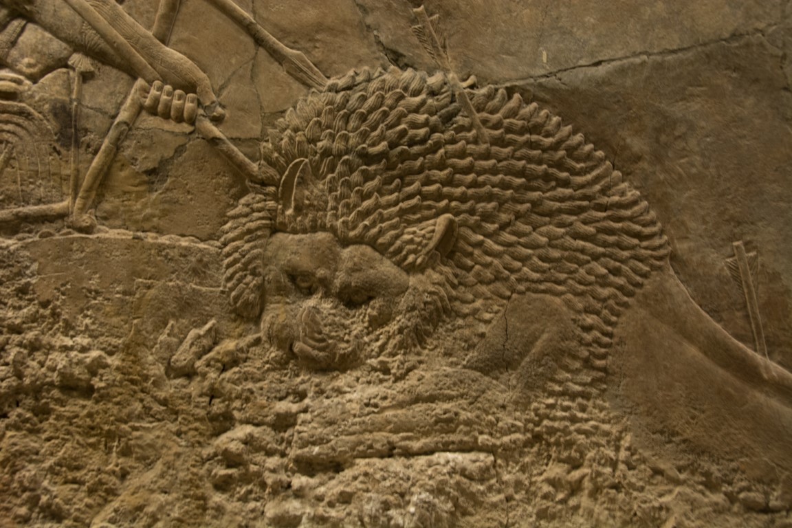 Assyrian Lion Hunt relief detail, dying lion with arrows, British Museum London