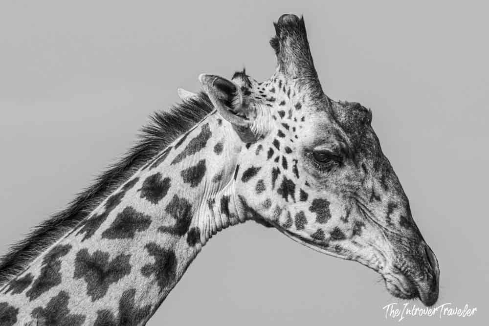 Close-up black and white portrait of a wild giraffe spotted during a Tanzania safari