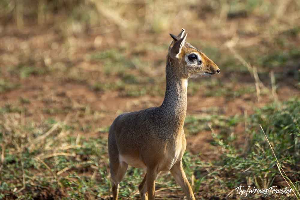 A tiny dik-dik antelope alert on the Tanzania savanna during an African safari