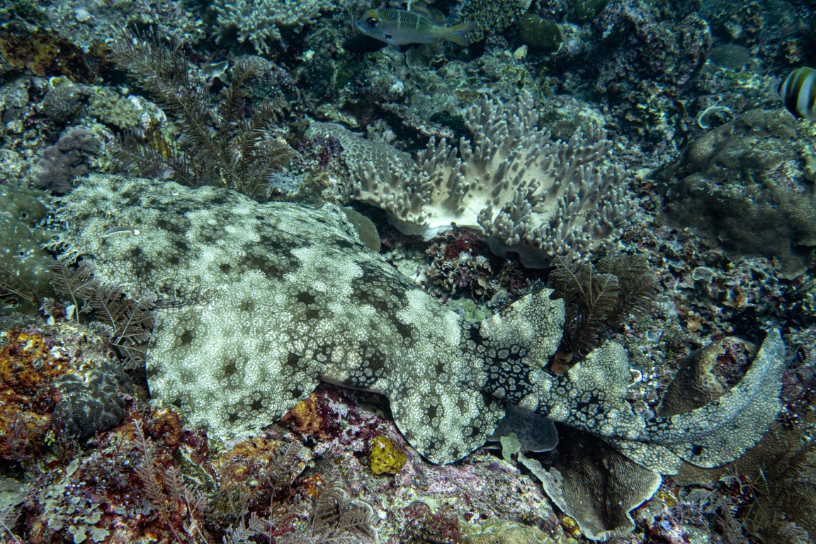 Perfectly camouflaged wobbegong shark resting on a Raja Ampat coral reef among tropical fish