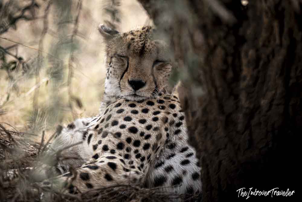 Wild cheetah resting in the shade of a tree during a Tanzania safari game drive