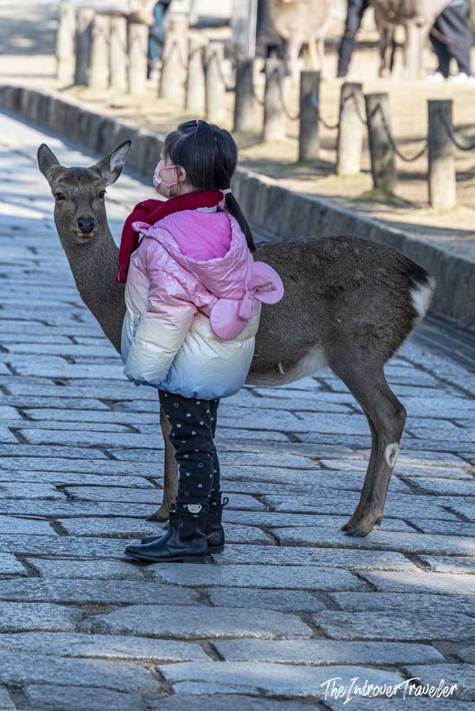 Young child in pink jacket standing beside a friendly wild sika deer on the cobblestone path of Nara Park