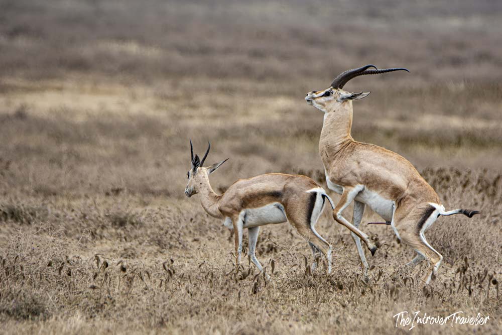 Two Grant's gazelles mating on the dry savanna plains of Ngorongoro Crater, Tanzania