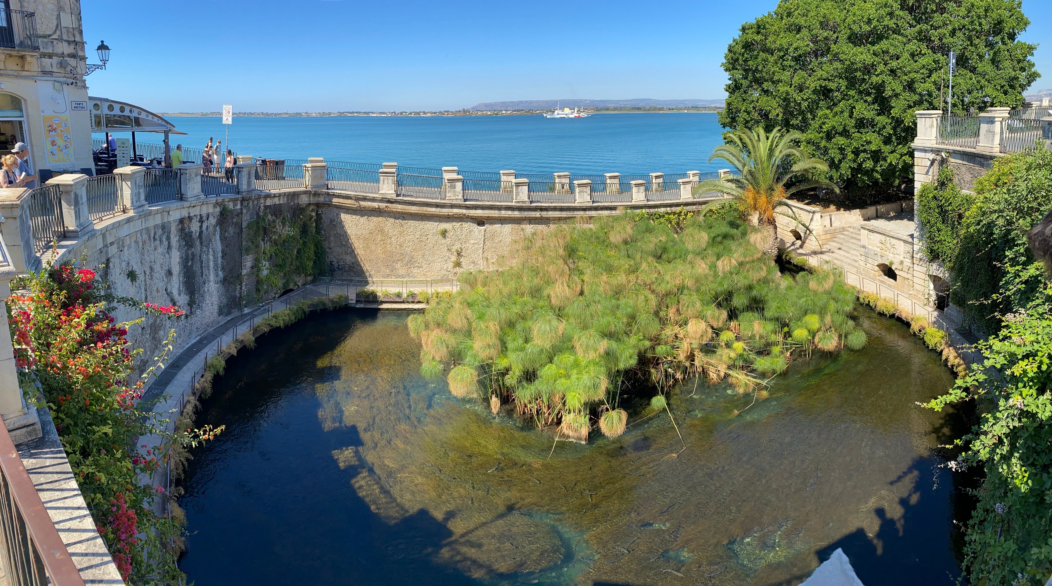 Fonte Aretusa in Ortigia, a freshwater spring with papyrus plants beside the Syracuse harbor