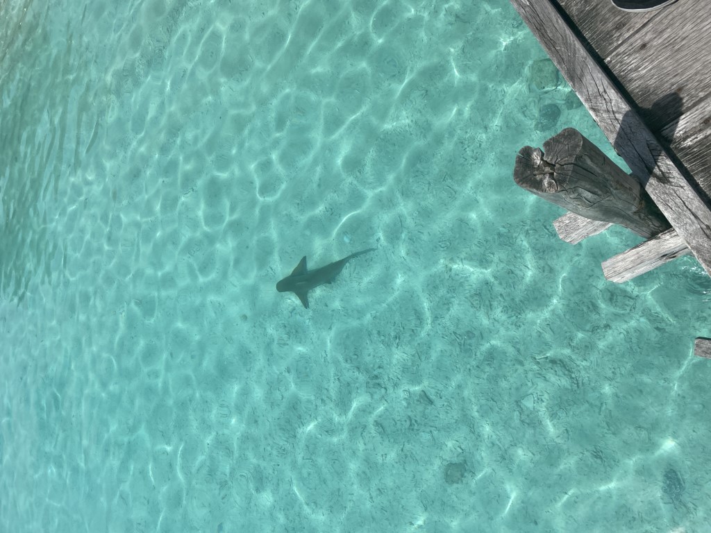 Blacktip reef shark gliding through crystal-clear turquoise shallows near a wooden dock in Raja Ampat