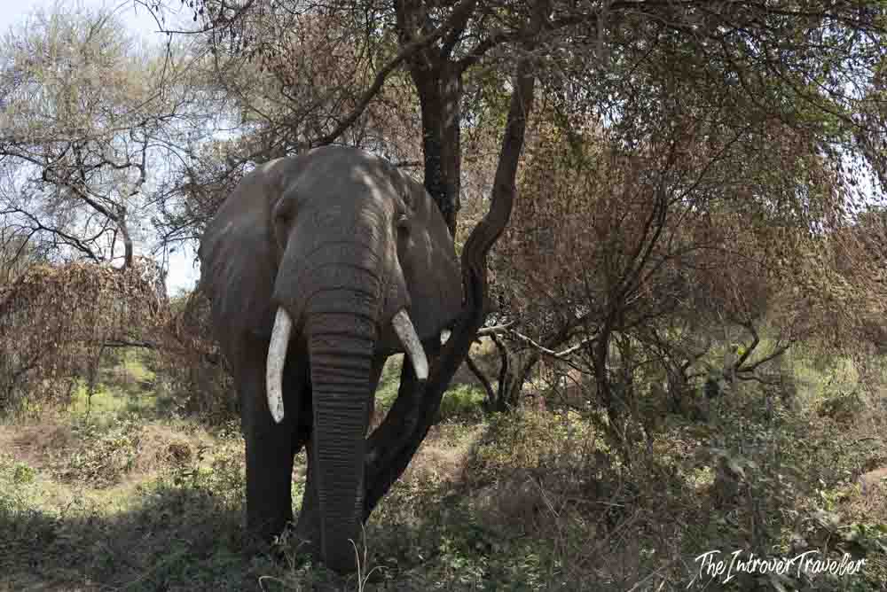 Wild African elephant with tusks foraging among dense bush on a Tanzania safari game drive