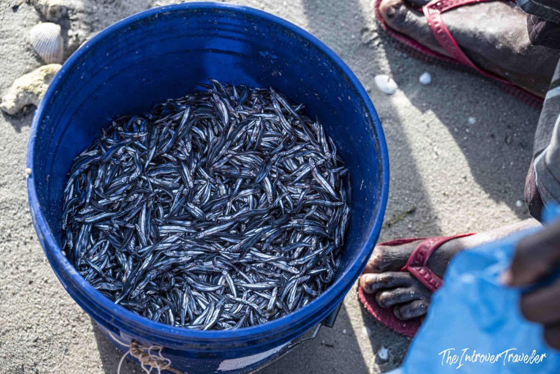 Blue bucket overflowing with fresh small fish catch at a coastal beach fish market