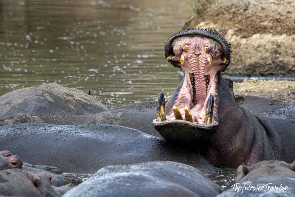Hippo yawning wide open among a pod in a Tanzanian safari river pool