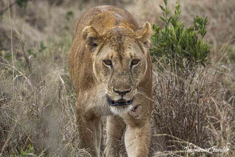 Lioness walking through dry savanna grass during a Tanzania safari, staring directly at the camera