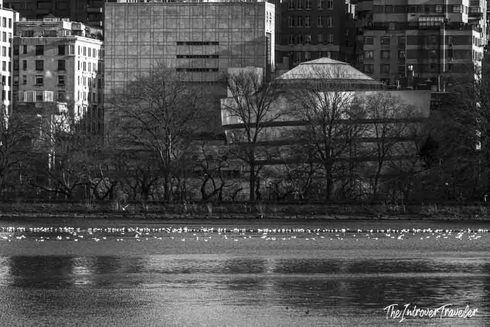 Guggenheim Museum New York seen across Central Park reservoir, bare winter trees in foreground