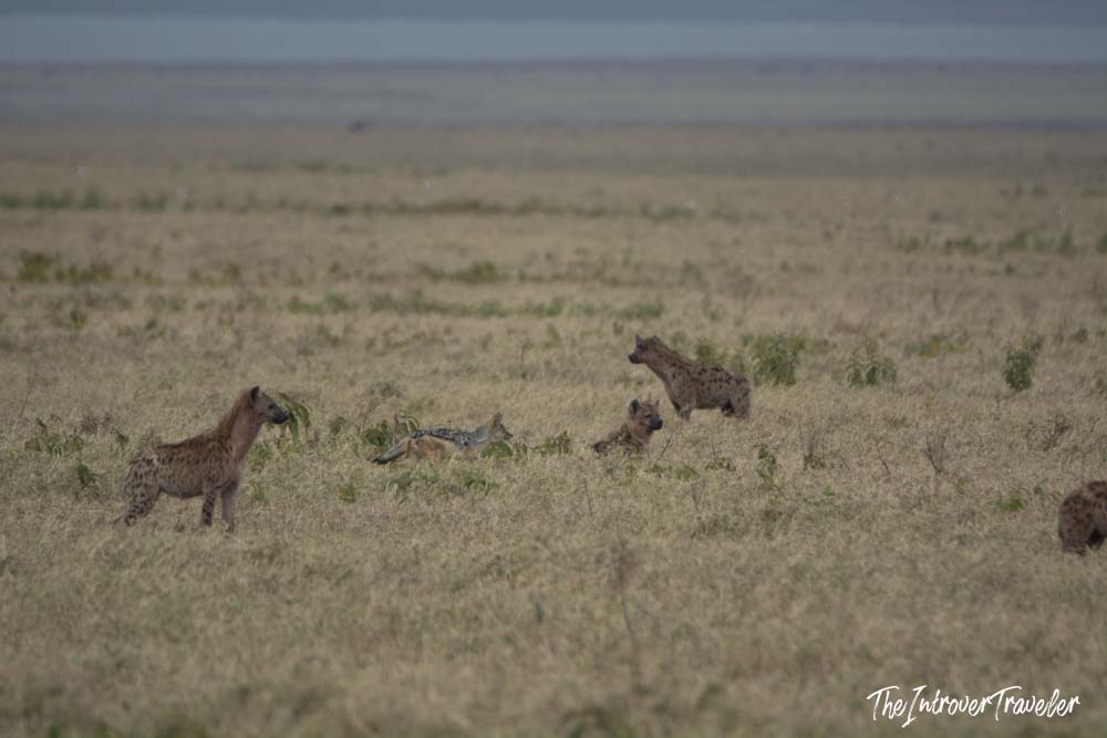 Spotted hyenas roaming the vast golden grasslands of the Serengeti on a Tanzania safari