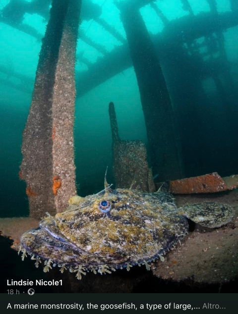 Goosefish resting camouflaged on a sunken shipwreck, photo by Lindsie Nicole