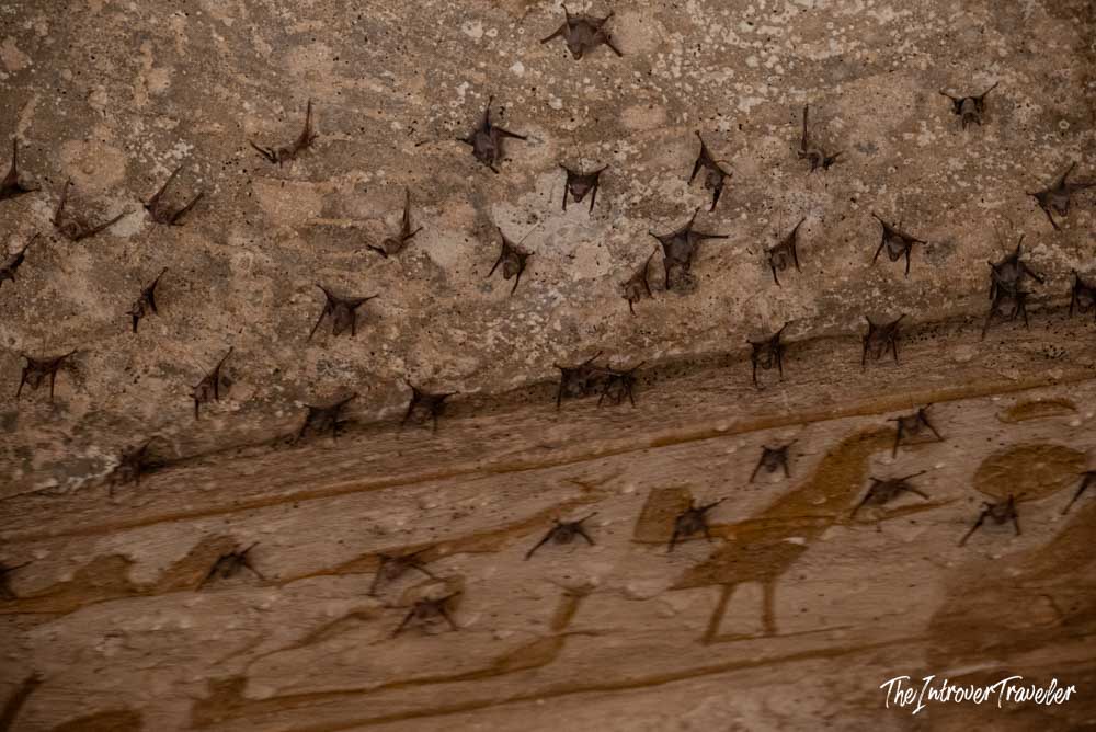 Dozens of bats roosting on the ancient stone ceiling inside Abu Simbel temple, Egypt