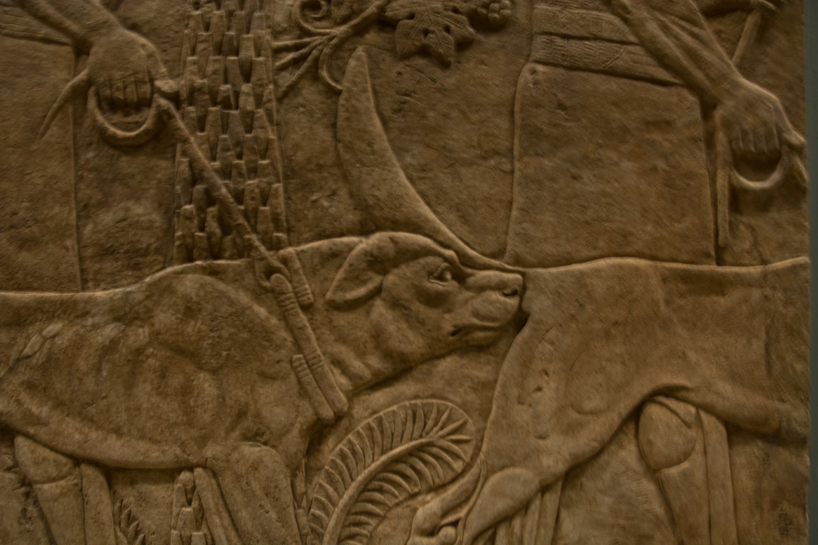 Assyrian lion hunt relief detail showing hunting dogs, British Museum London