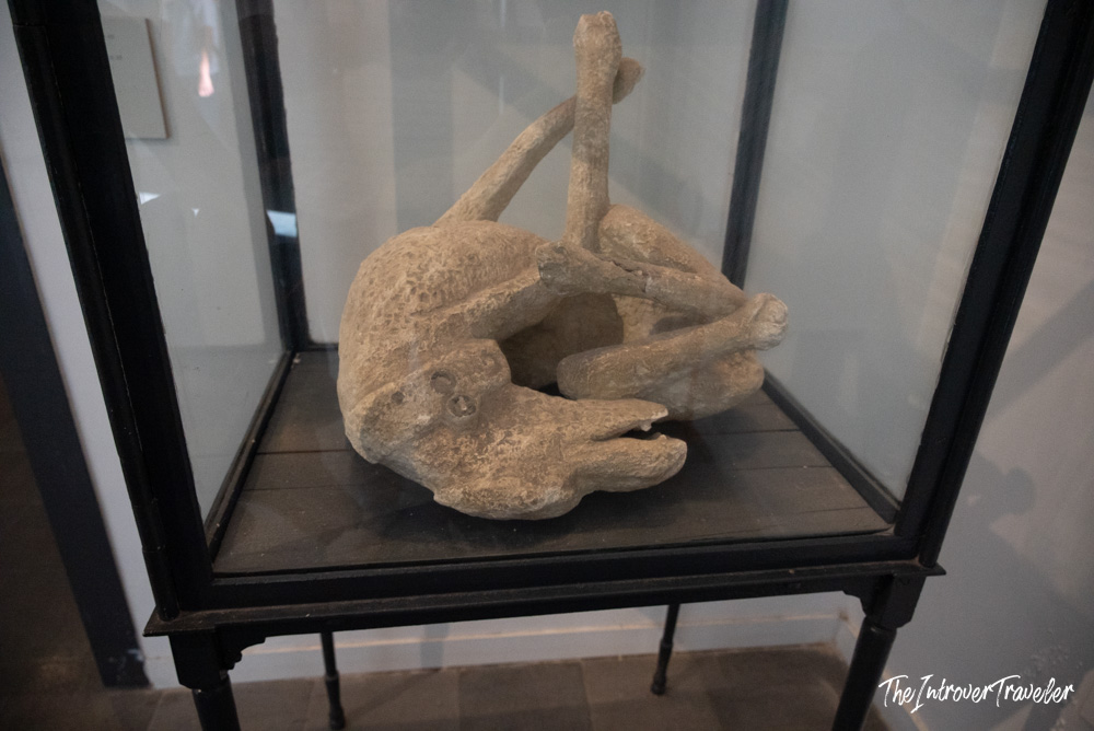 Plaster cast of a dog victim from Pompeii, displayed in a glass case near Piazza dell'Anfiteatro