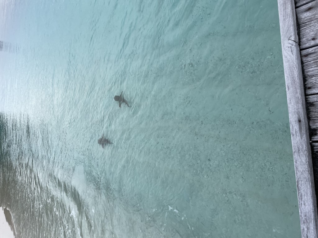 Two nurse sharks swimming in the crystal-clear shallow waters of Raja Ampat, viewed from a wooden dock