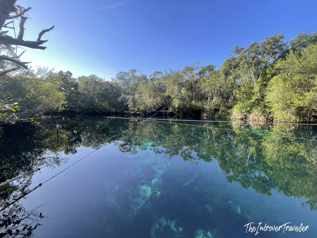 Crystal-clear open cenote with tree reflections and dive lines, Yucatan peninsula, Mexico