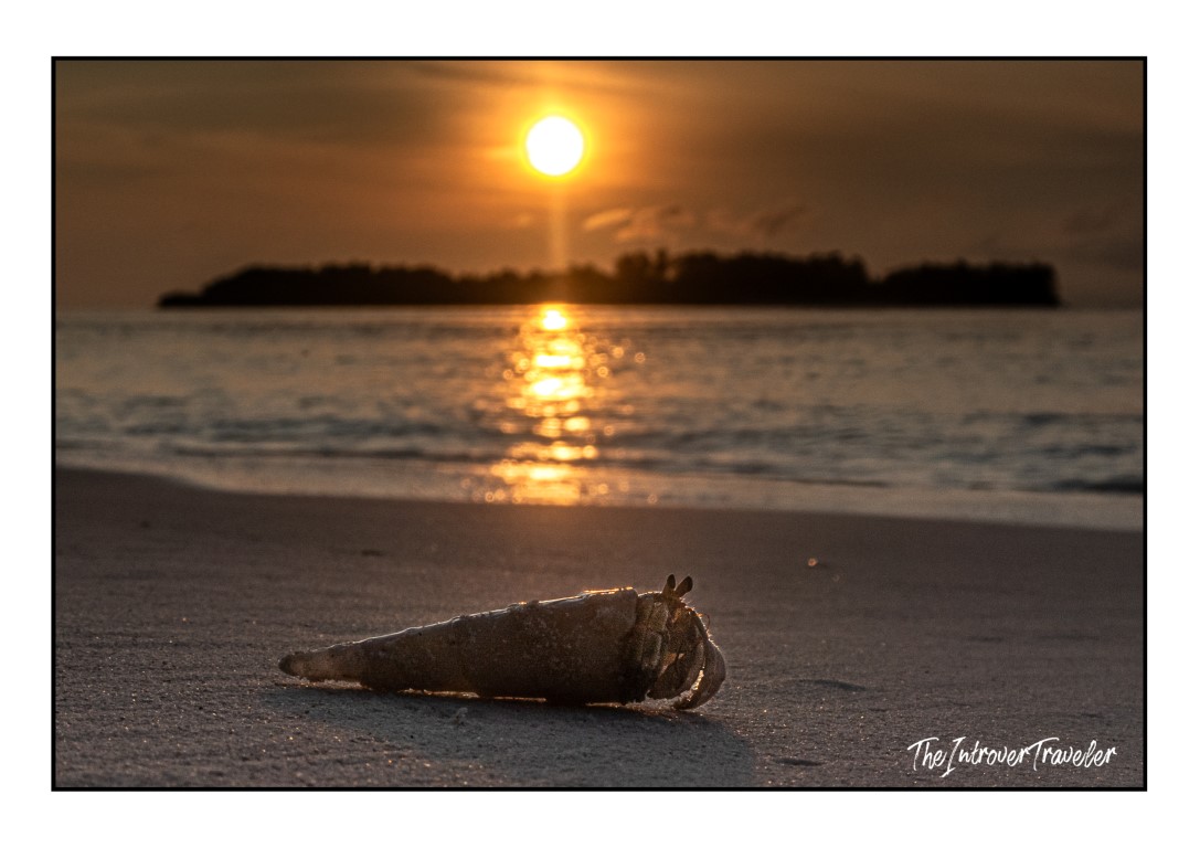 Hermit crab on a Raja Ampat beach at sunset, with a silhouetted island in the background