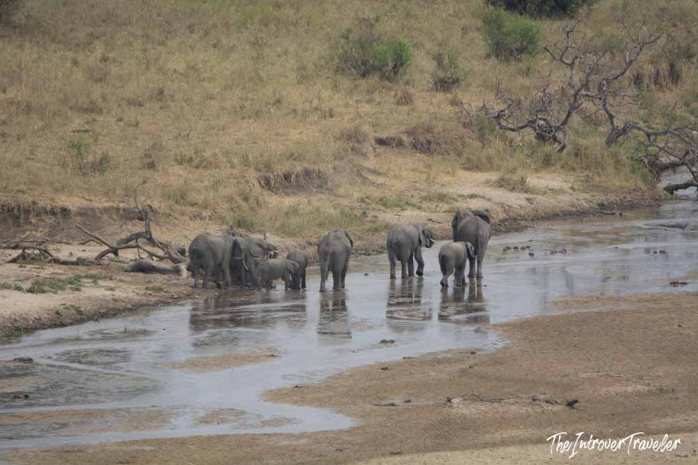 Herd of African elephants crossing a shallow river during a Tanzania safari