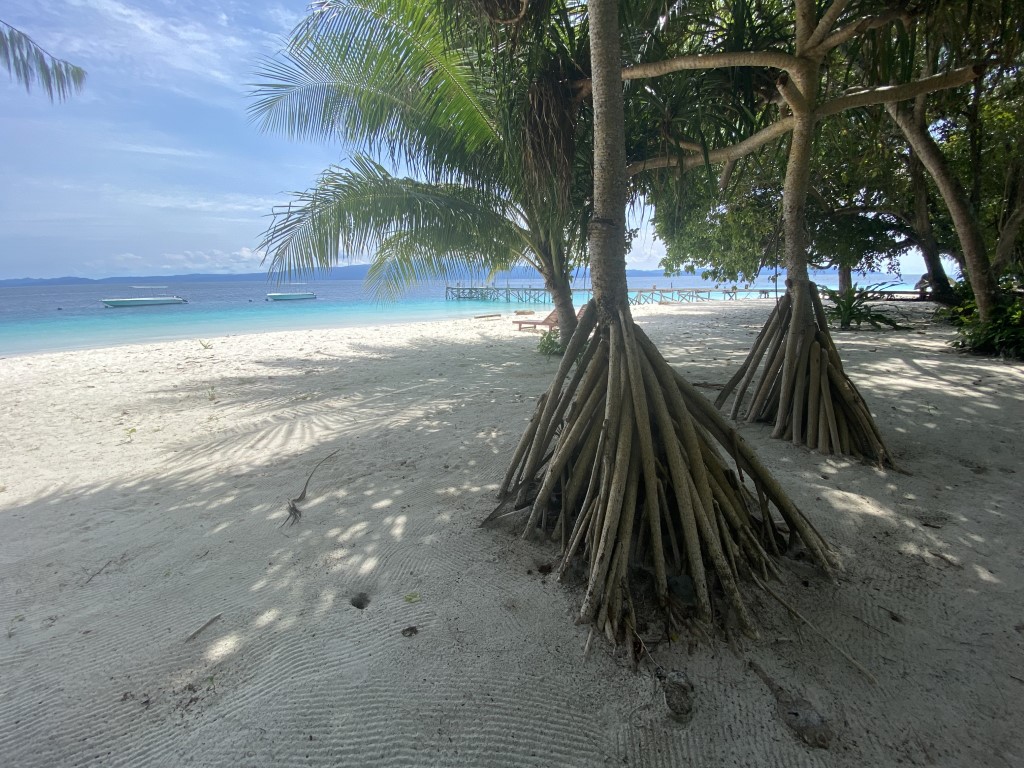 White sand beach in Raja Ampat with aerial-rooted trees, turquoise water, and boats anchored offshore