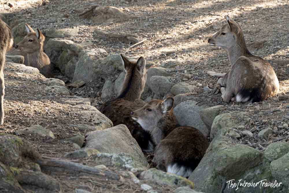 Wild sika deer resting among rocks in Nara Park, Japan