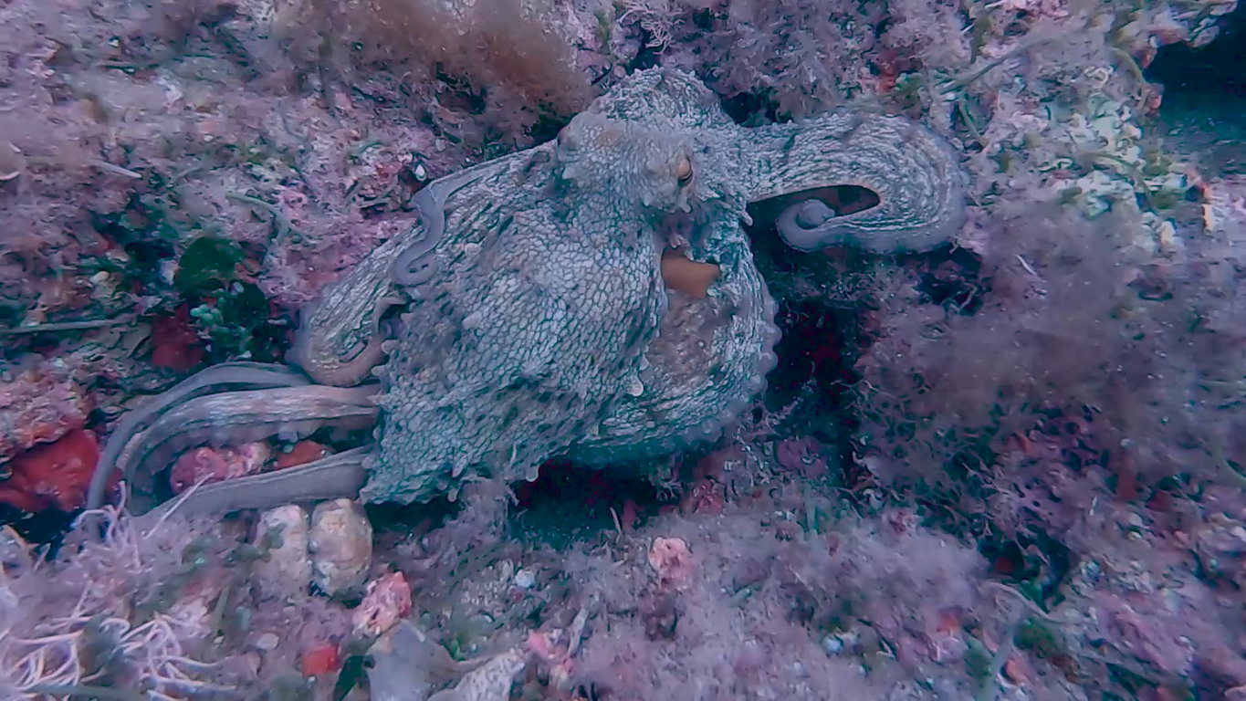 Wild octopus camouflaged on the rocky seabed, spotted during a beginner scuba diving experience