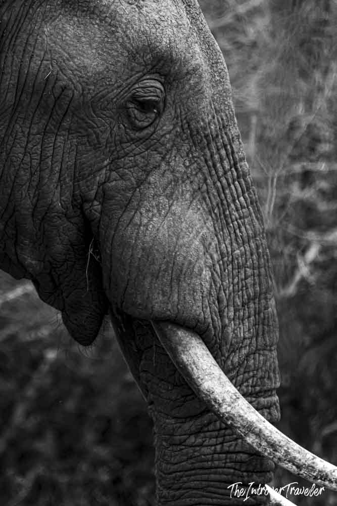 Close-up black and white portrait of a wild African elephant with tusk, Tanzania safari wildlife encounter