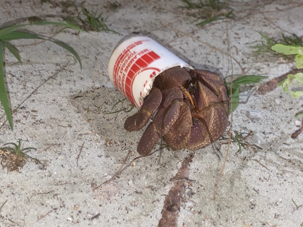 Hermit crab using a plastic bottle as a shell, showing pollution impact in Raja Ampat