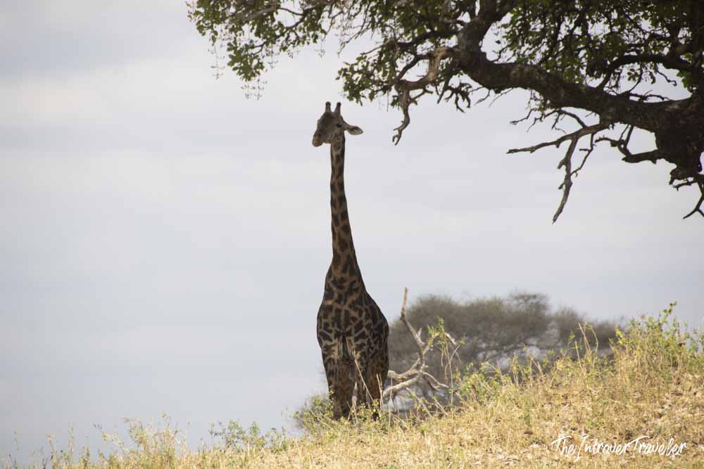 Masai giraffe standing tall on the Tanzania savanna, beside an acacia tree during safari