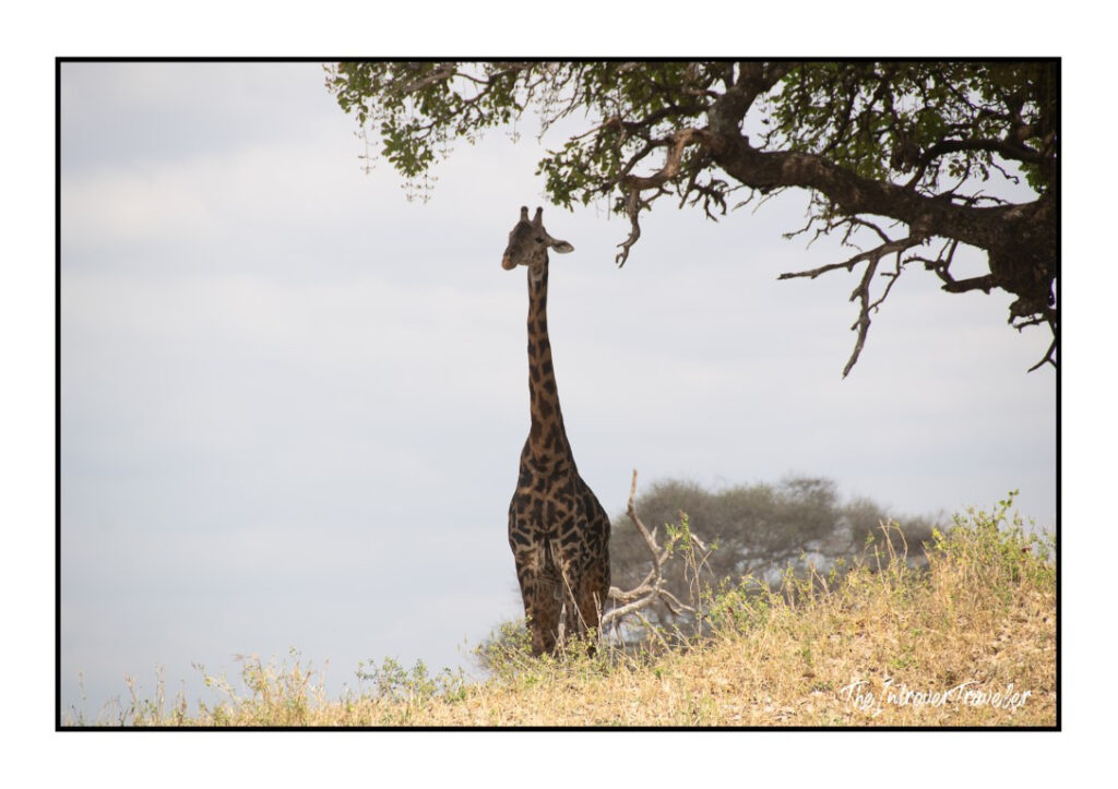 Tanzania