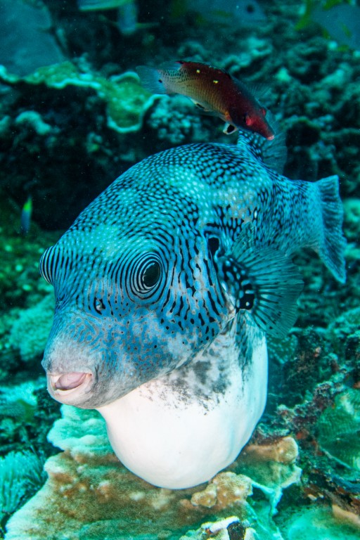 Close-up of a map pufferfish on a Raja Ampat coral reef, with a small red fish above