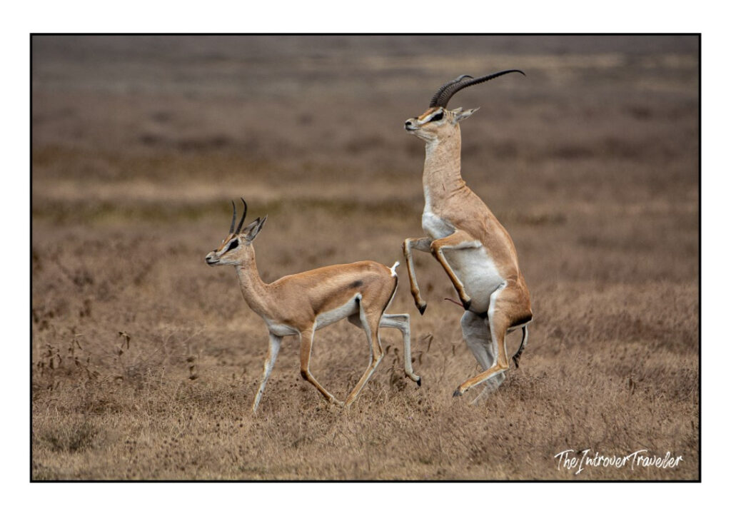 Tanzania