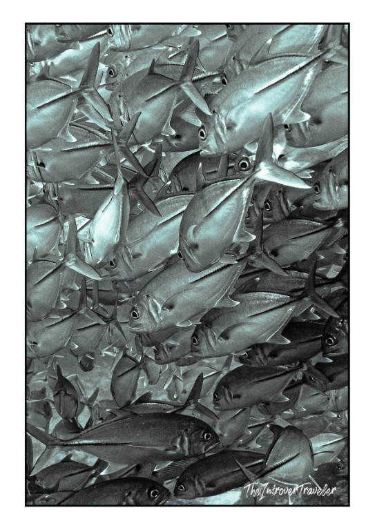 Dense school of jack fish swarming underwater during a Raja Ampat dive, shot in monochrome