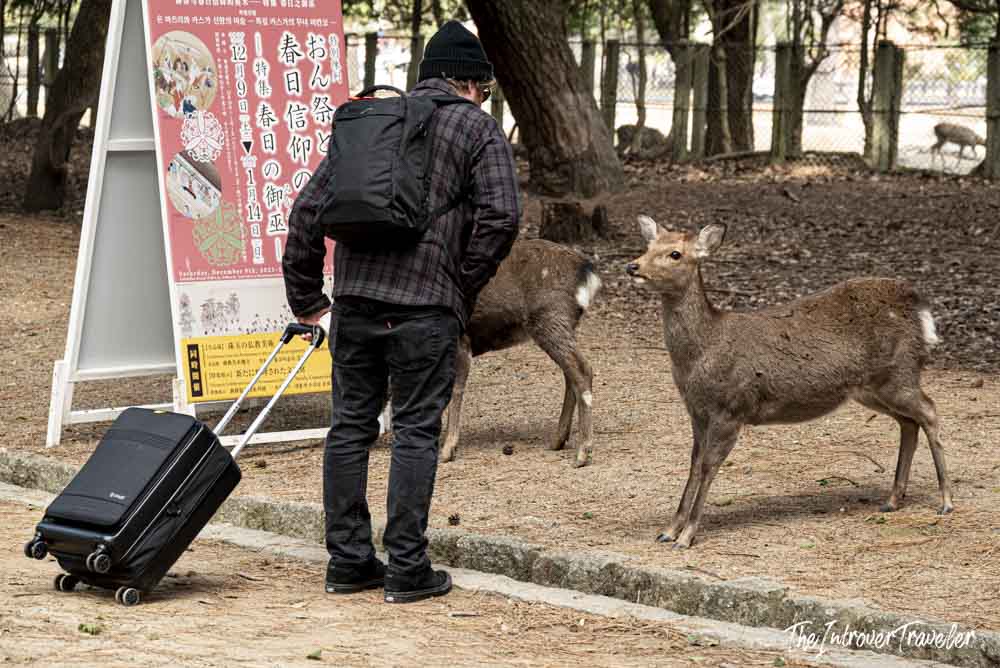 Traveler with luggage approached by free-roaming sika deer in Nara Park, Japan