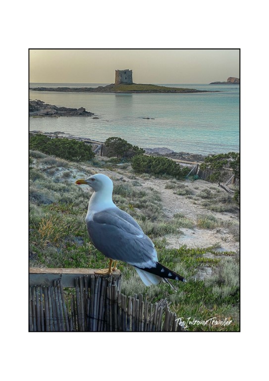 Seagull perched on fence at La Pelosa beach, Torre della Pelosa visible on island behind