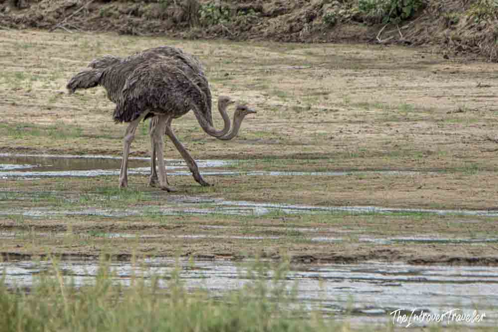 Female ostrich foraging near a watering hole during a Tanzania safari in the savanna