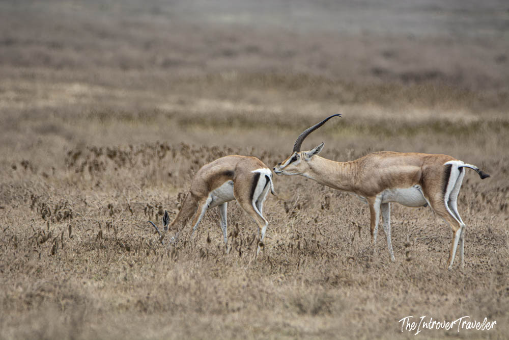 Two Grant's gazelles nuzzling on the dry Ngorongoro Crater floor, captured during a wildlife photography safari