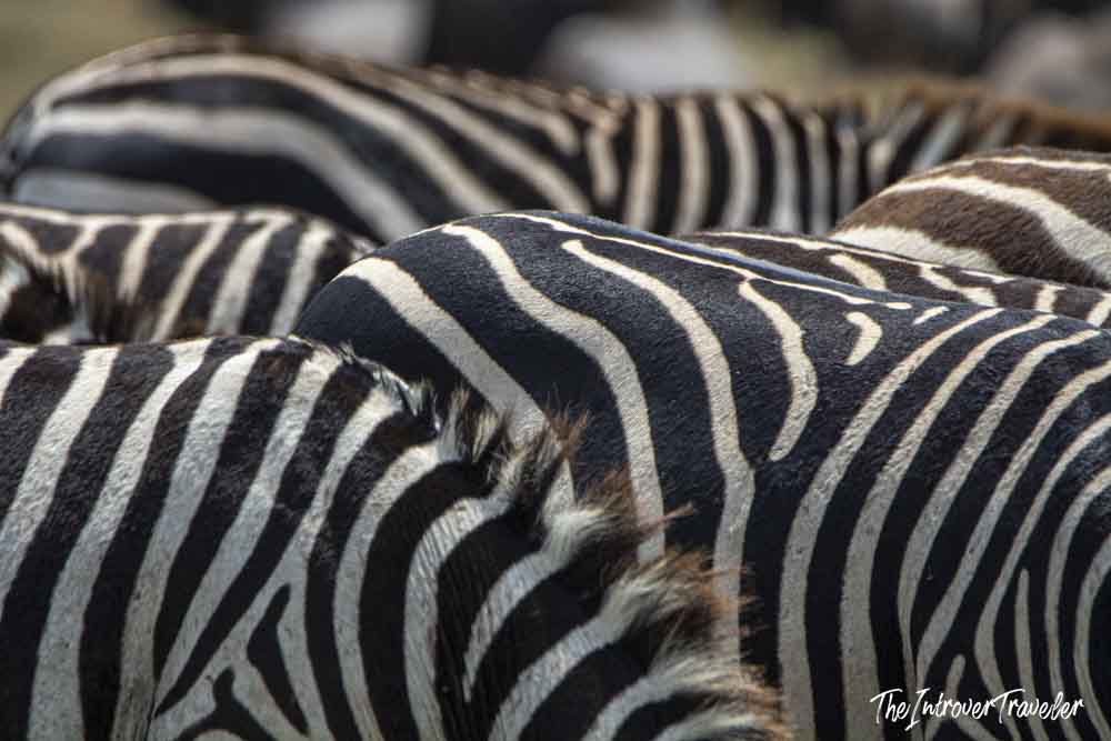 Close-up of zebra stripe patterns on a herd during a Tanzania safari in the Serengeti