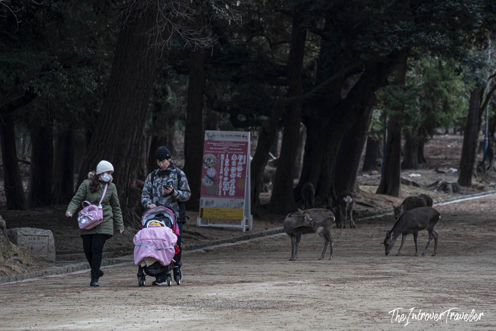 Visitors with a stroller walking alongside free-roaming sika deer in Nara Park, Japan