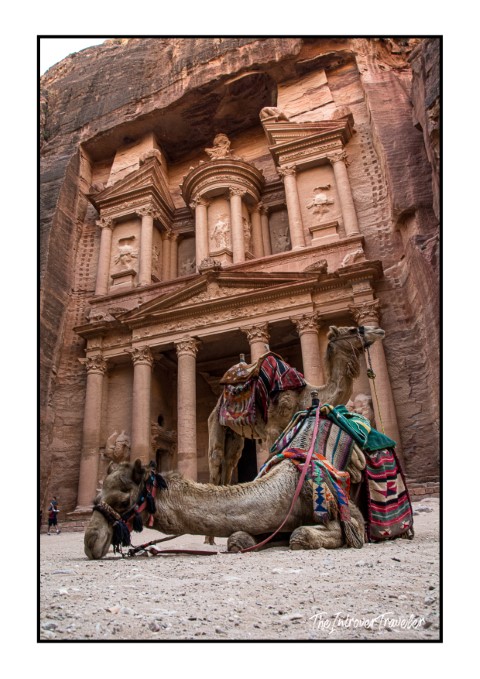 Decorated camels resting before Al-Khazneh, the iconic Treasury facade carved into rose-red rock in Petra, Jordan