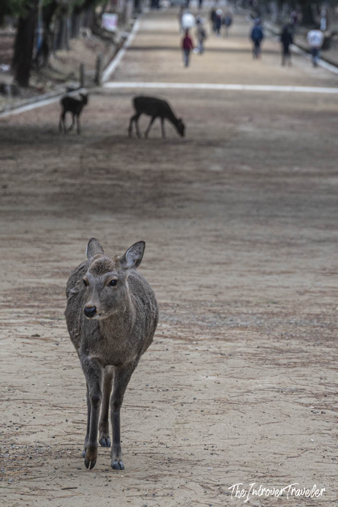 Wild sika deer roaming freely along a path in Nara Park, Japan, with tourists in the background