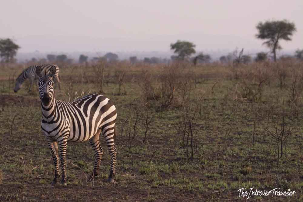 Zebra standing on the Tanzania savanna during a safari, with dry grassland and acacia trees behind