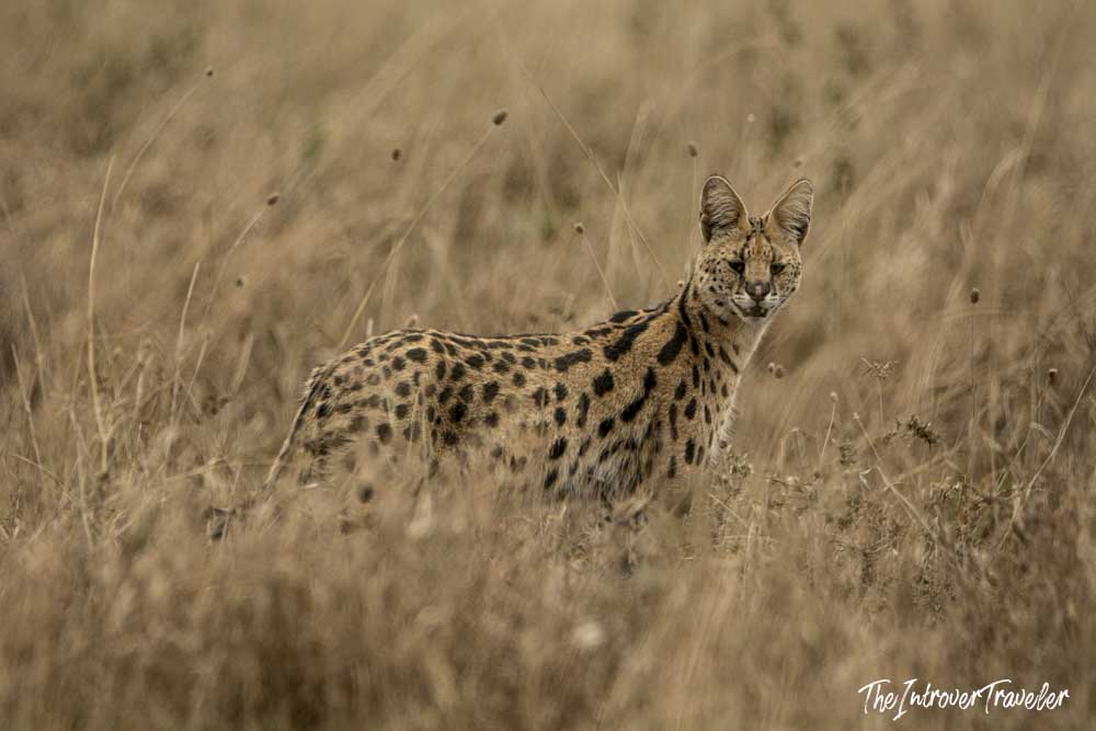 Wild serval cat spotted blending into tall dry grass during a Tanzania safari