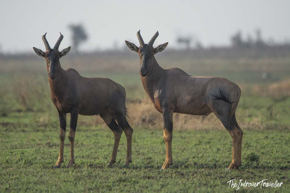 Two topi antelopes standing alert on the green savanna plains during a Tanzania safari
