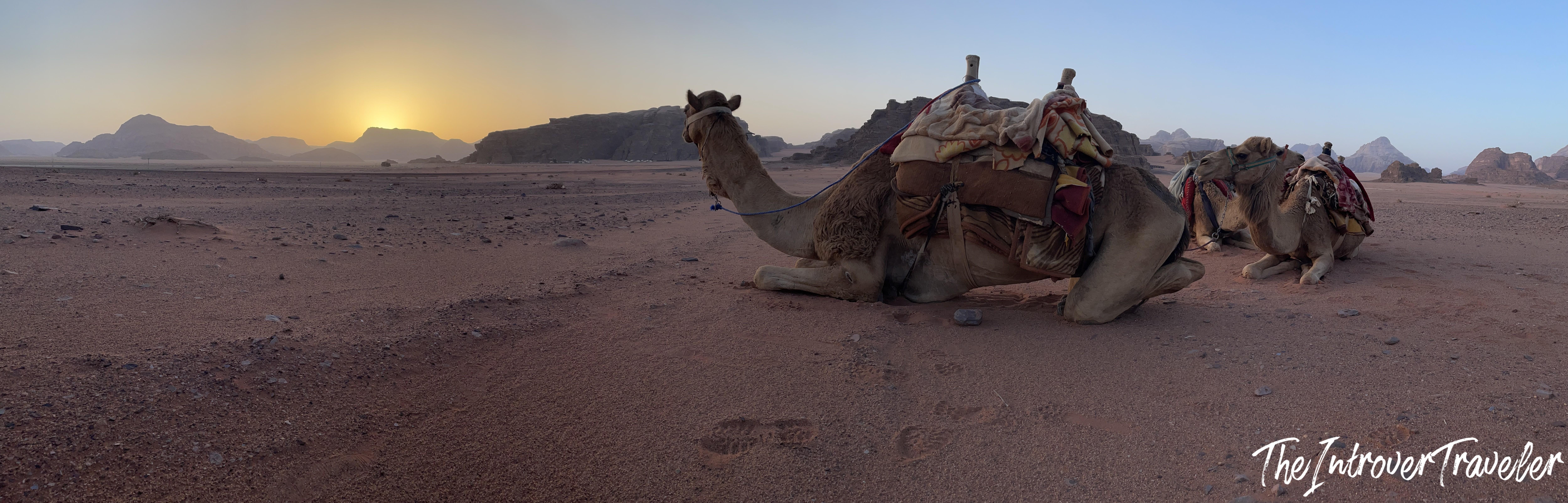 Two saddled camels resting on red sand at sunrise in Wadi Rum desert, Jordan, rocky mountains in background